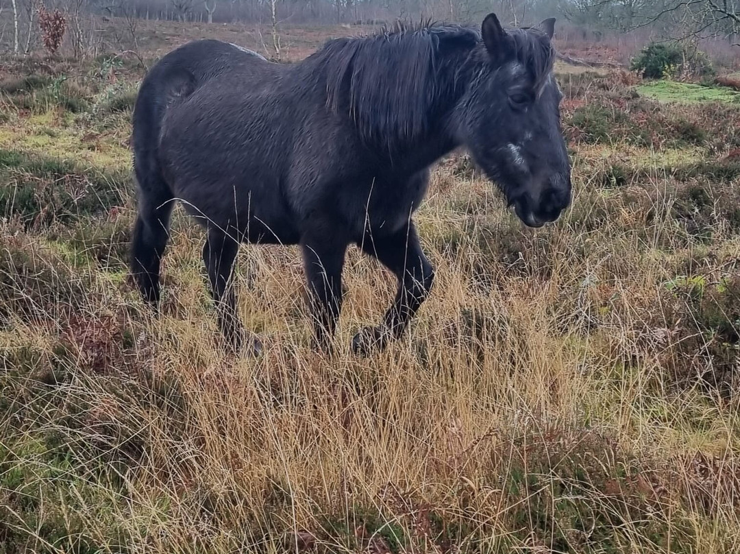Hothfield Heathlands Nature Reserve景点图片