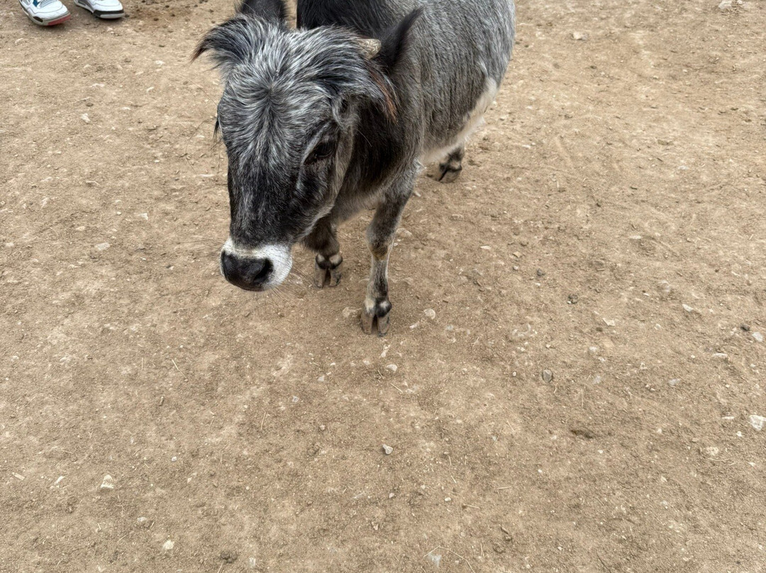 Animal World and Snake Farm Zoo-新布朗费尔斯必去景点