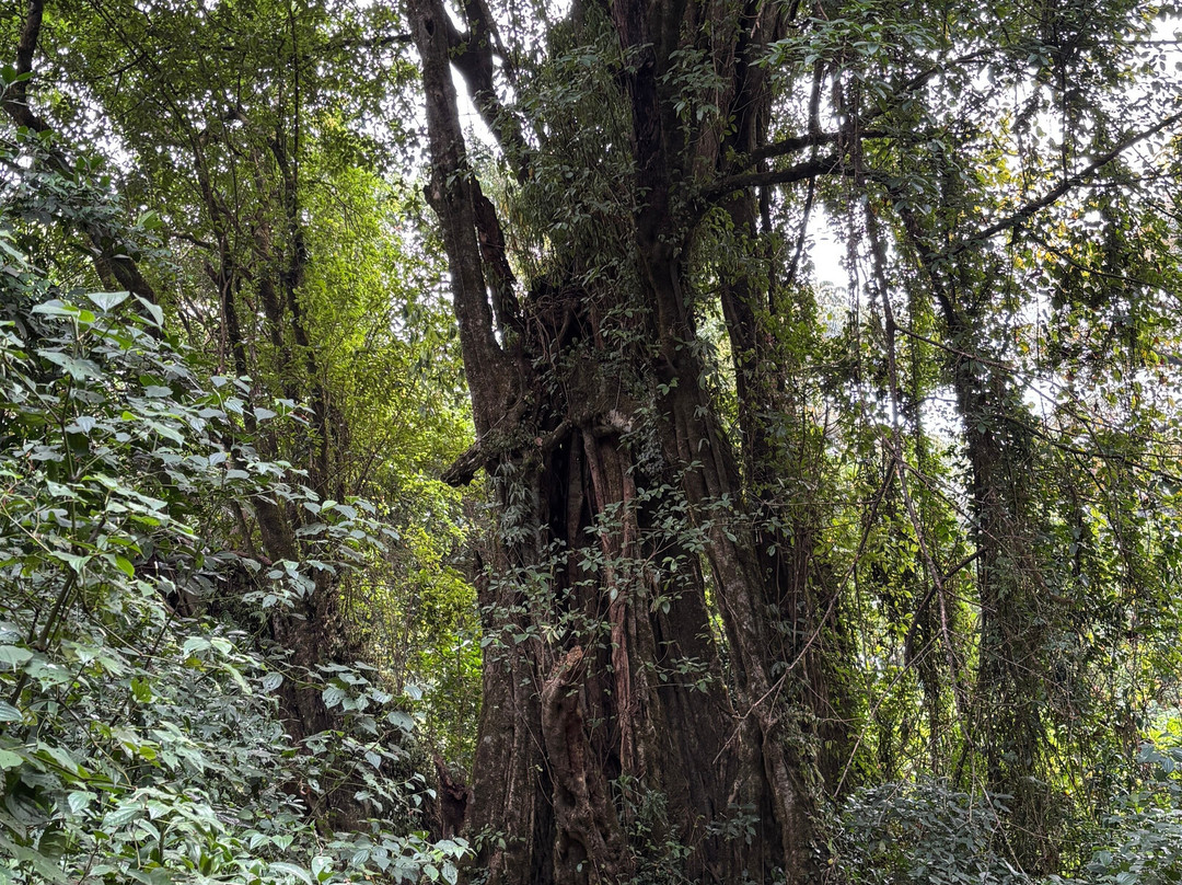 Mount Cameroon景点图片