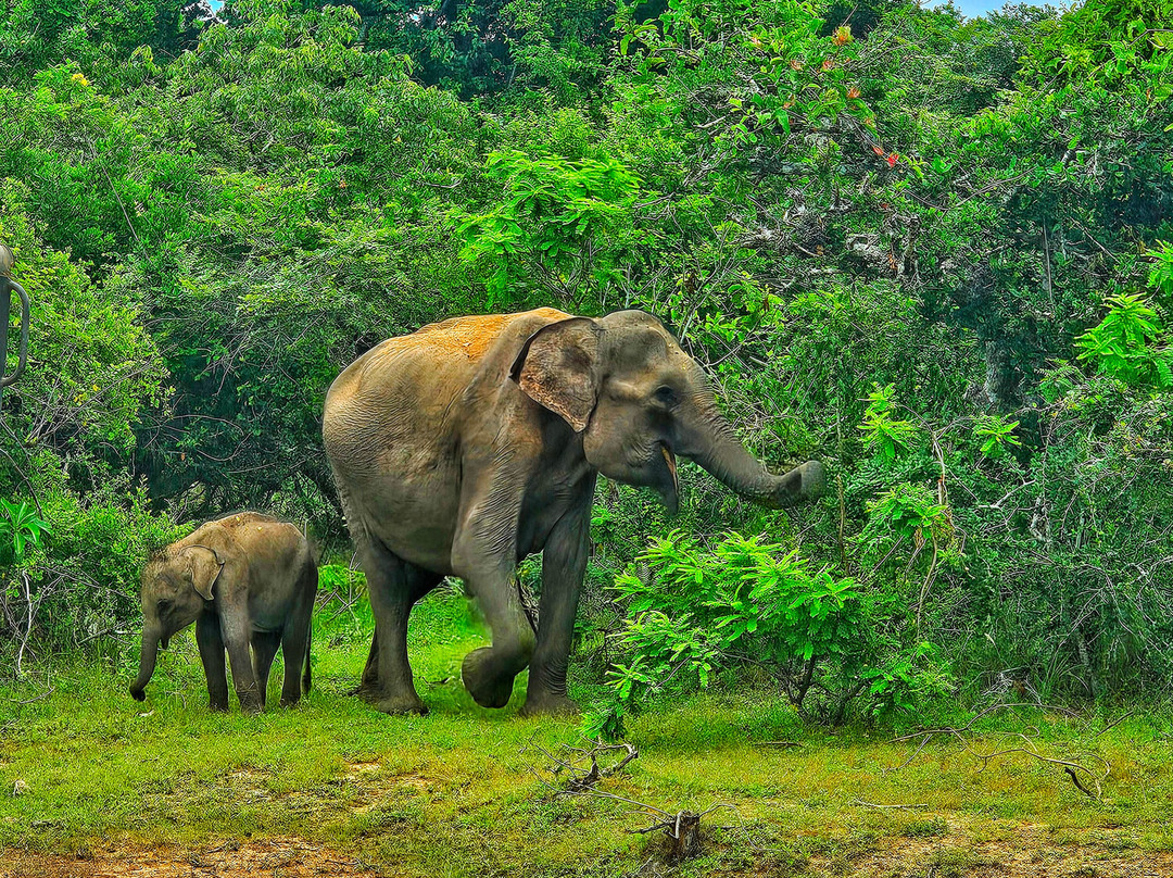 Sri Lanka Green Tours景点图片