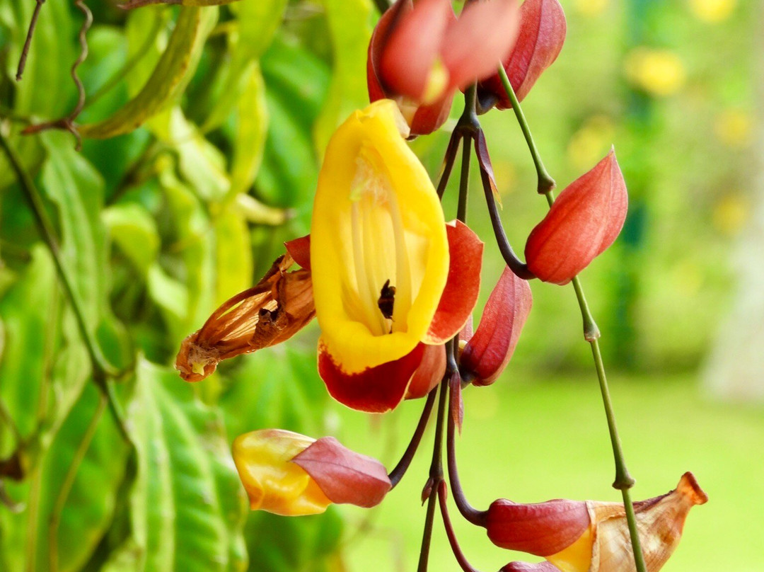 Pousada Asa Do Vento主图