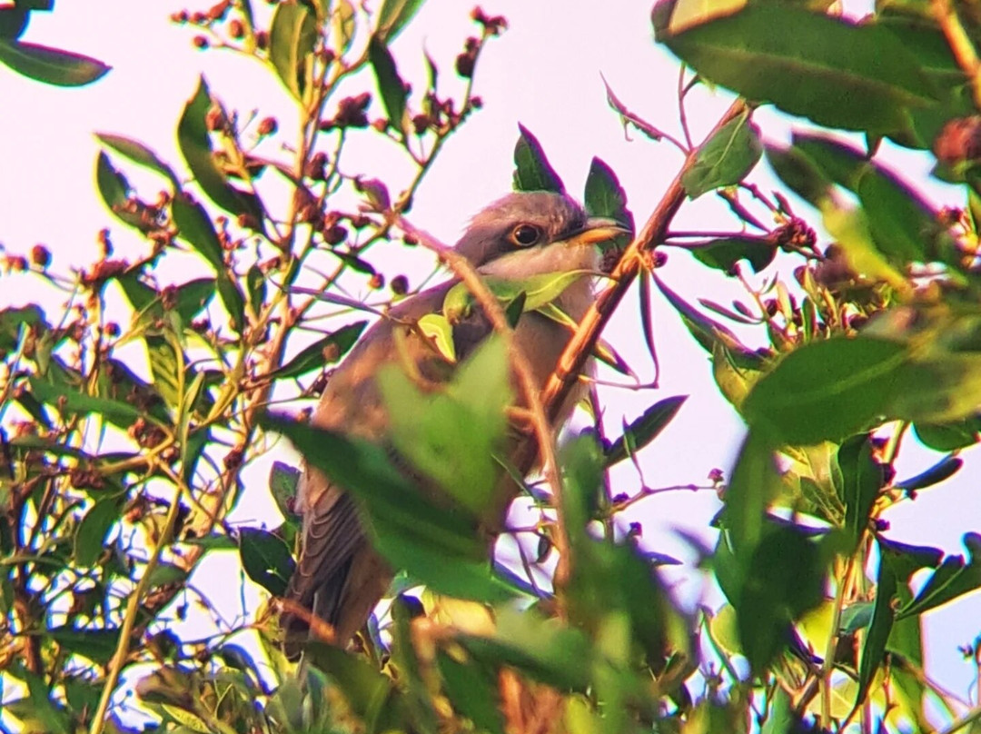 Birdwatching with Paulino Lopez Delgado景点图片