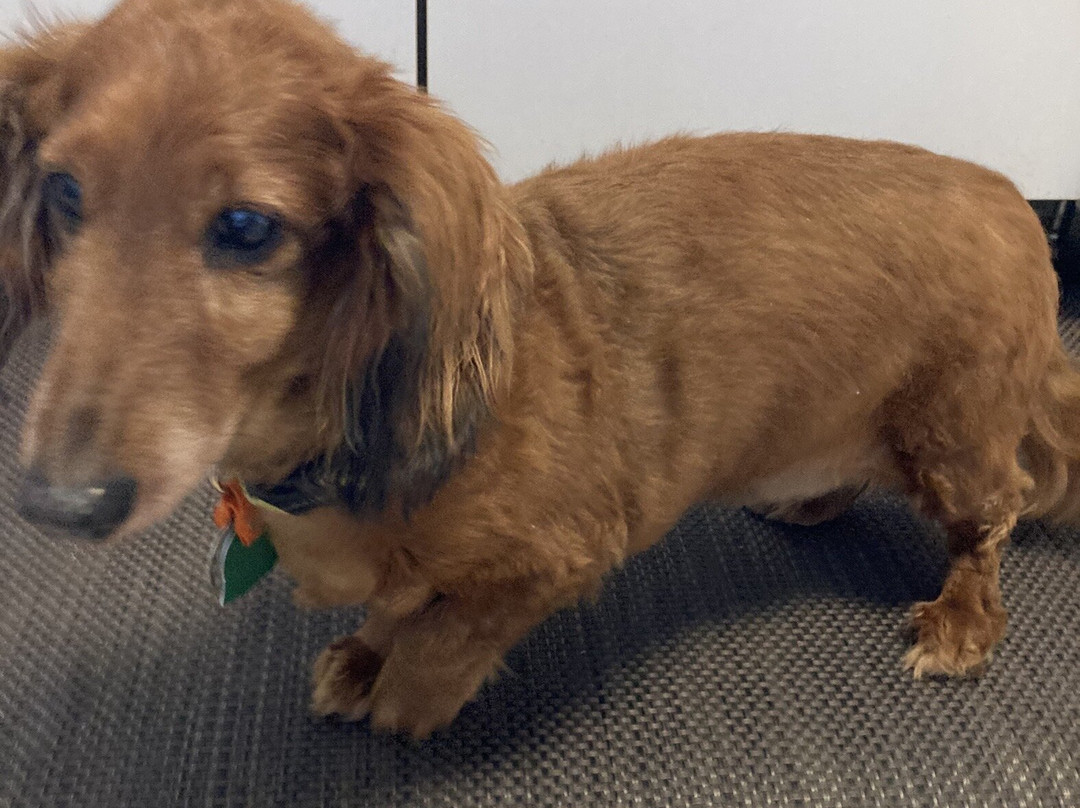 The Big Bad Woof-华盛顿特区必去景点