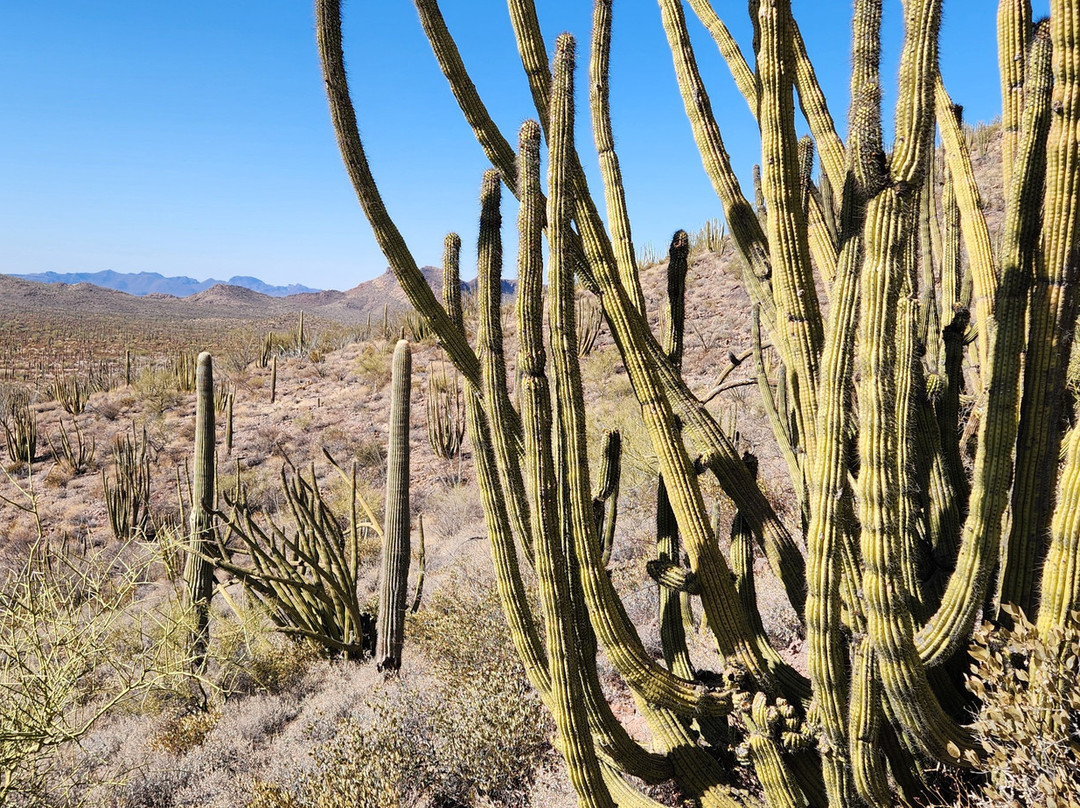 Organ Pipe Cactus National Monument-Ajo必去景点