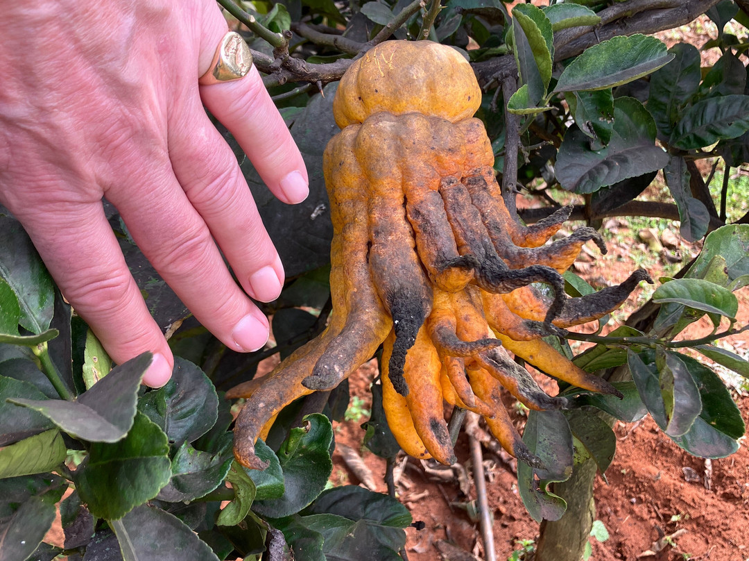 Gospa Citrus S.L.-Mairena del Alcor必去景点