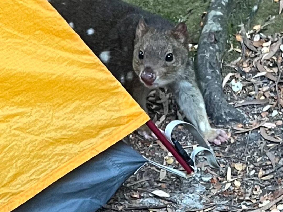 Trek Tours Australia-朗塞斯顿必去景点