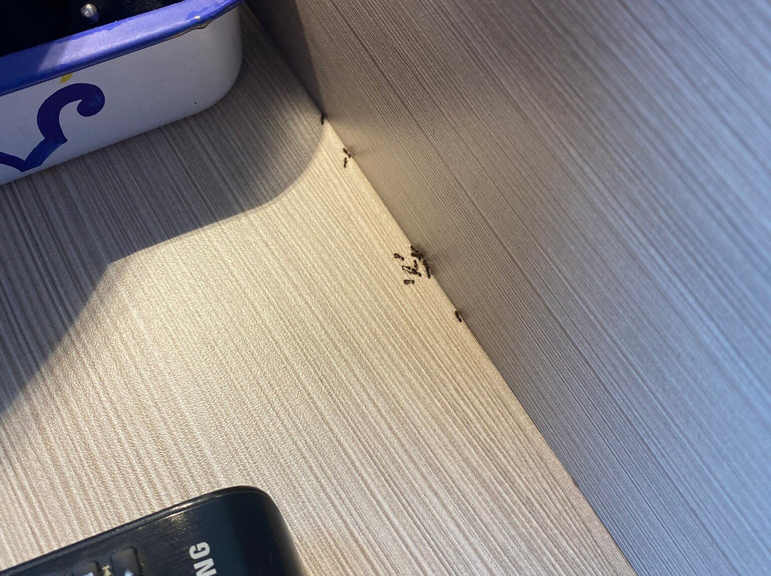 Hotel Nuova Orchidea主图