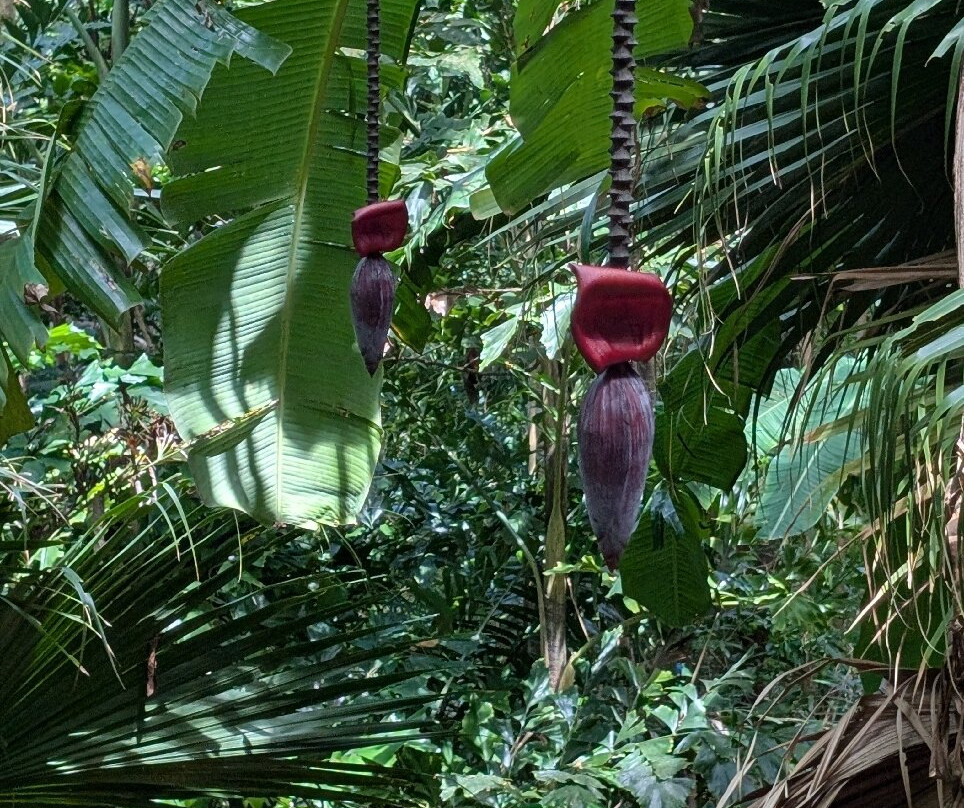 Coco Hill Forest景点图片