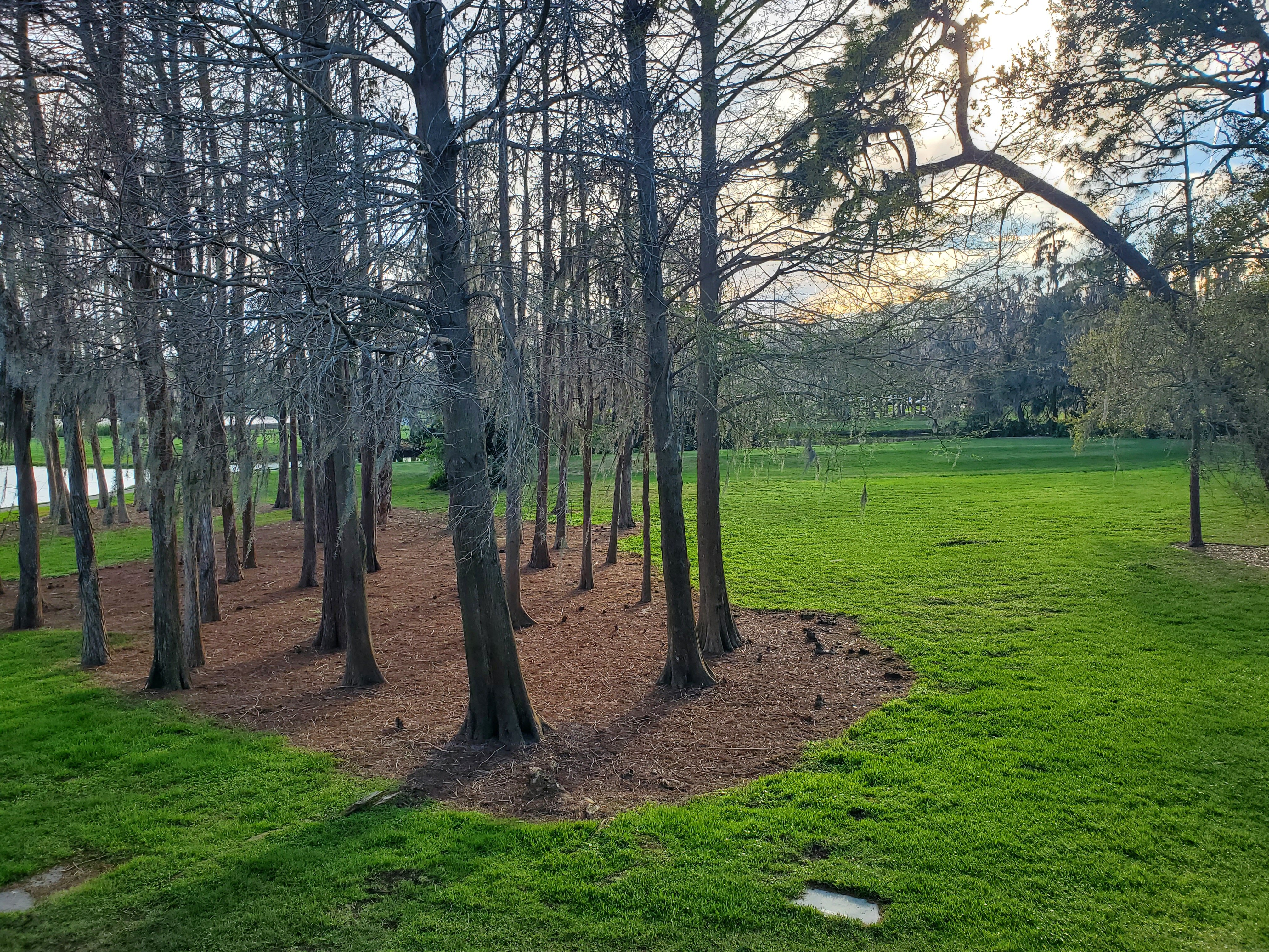 Innisbrook Resort-酒店景观
