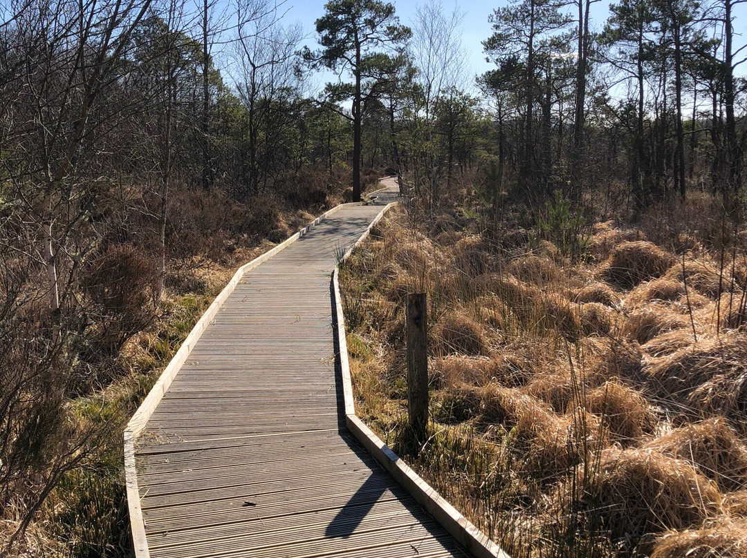 Cors Y Llyn  National Nature Reserve景点图片