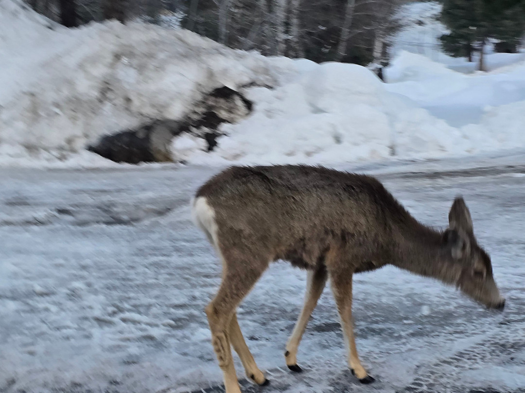 Best Western Plus Mccall Lodge & Suites主图