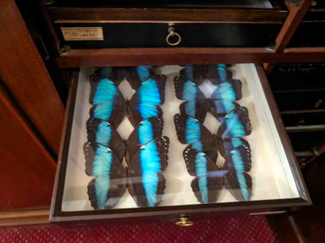 Museum of Natural History景点图片