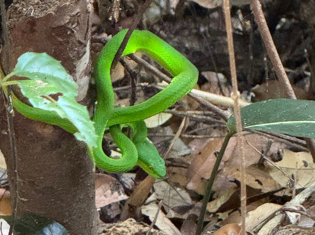 Green Jungle Trekking Tours- Cambodia-邦隆必去景点