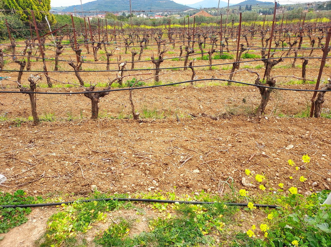 Ktima Palivou-Nemea必去景点