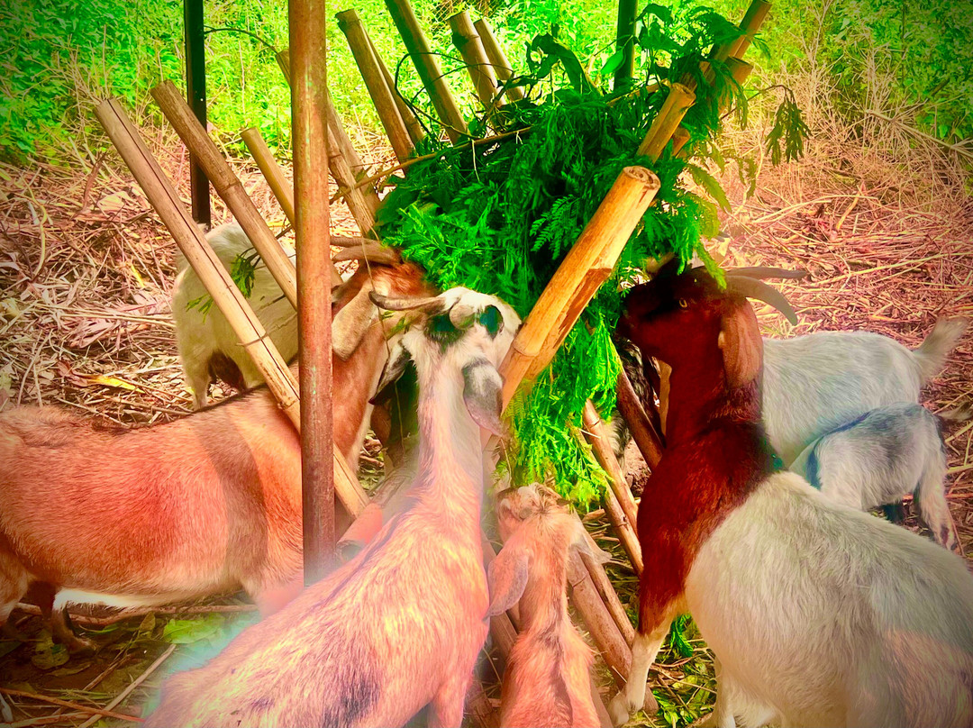 喜马拉雅山亭阁旅馆主图