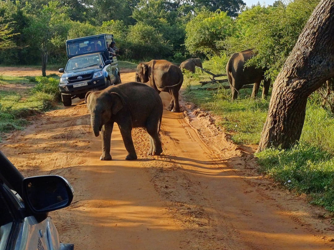 Yala Wild Gate Safari-Yala必去景点