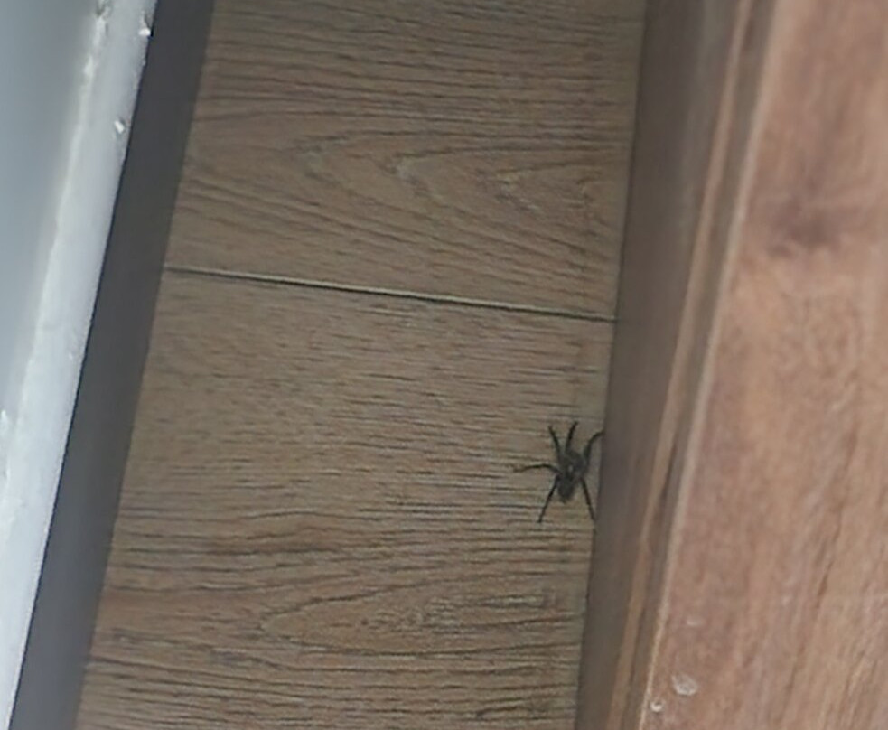 La Quinta Inn And Suites By Wyndham Galt Lodi North主图