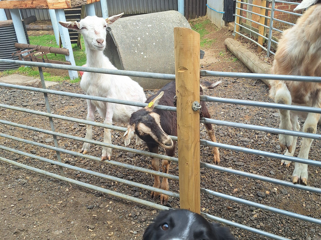 Dorset Heavy Horse Farm Park景点图片