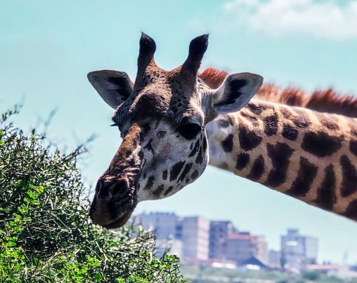 Afrikan Buffalo Wildlife Safaris-马林地必去景点