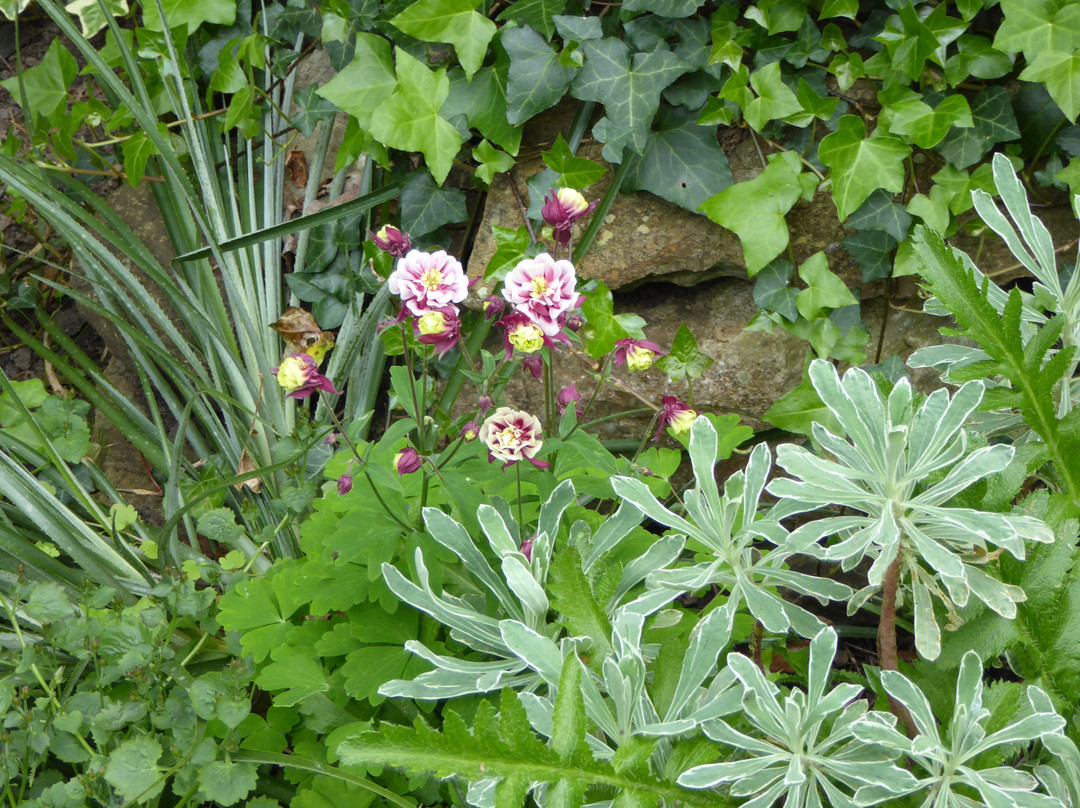 Conwy Water Gardens景点图片