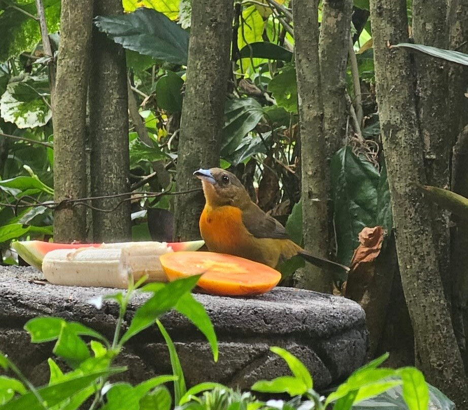 Boquete Garden Inn主图