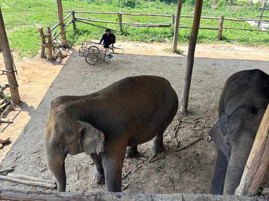 Joy Elephant Sanctuary-清迈必去景点