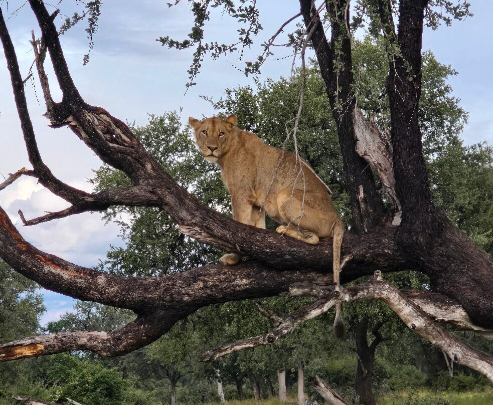 Mopani Safari Lodge主图