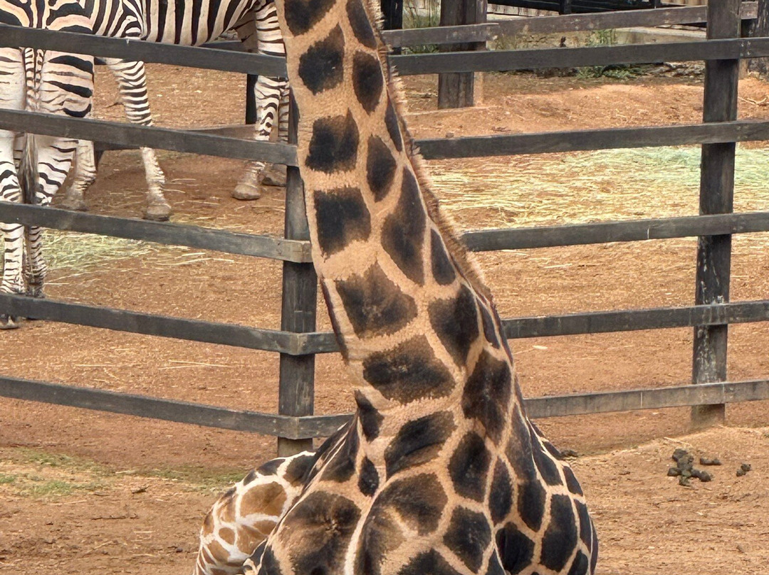 国家动物园及水族馆-堪培拉必去景点