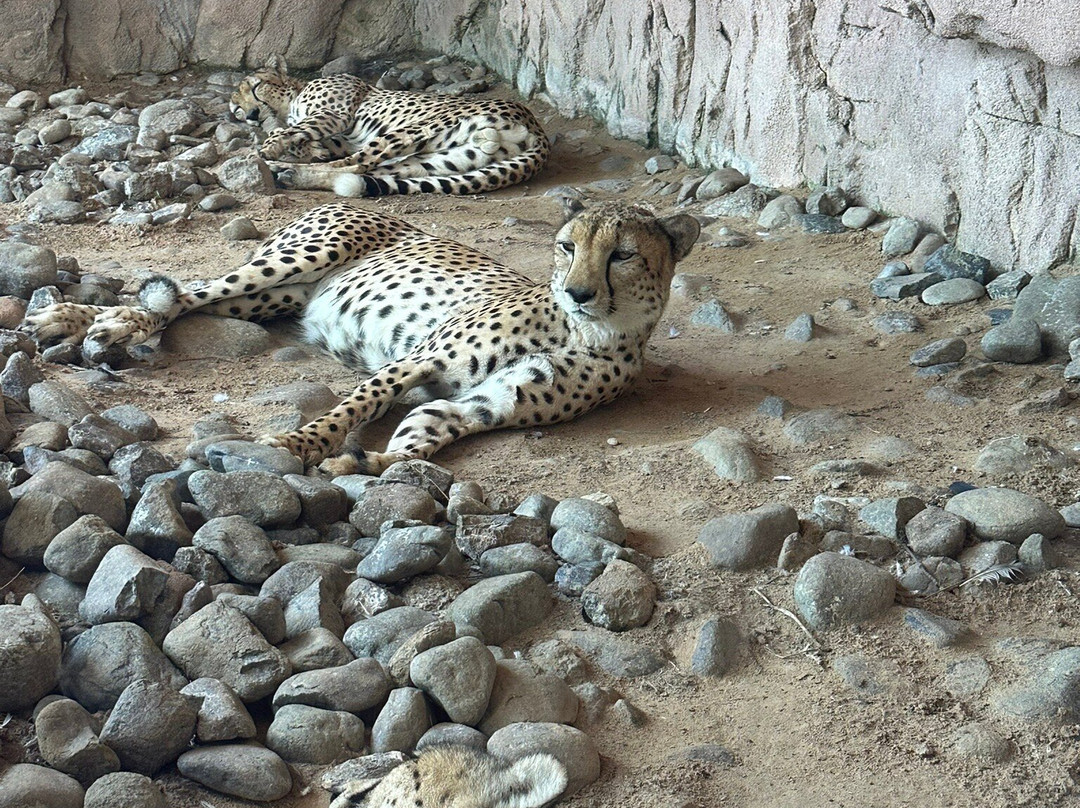 Sharjah Natural History Museum and Desert Park-沙迦必去景点