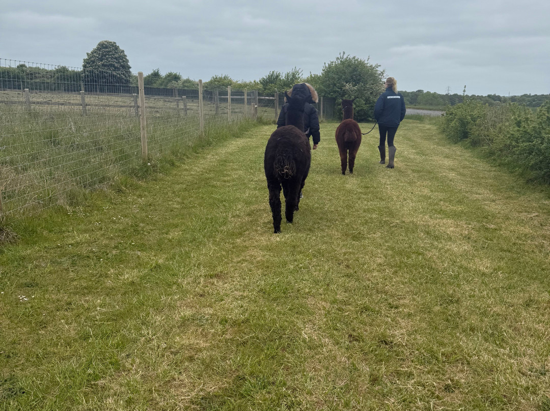 Stubbs Farm Alpacas-Loddon必去景点