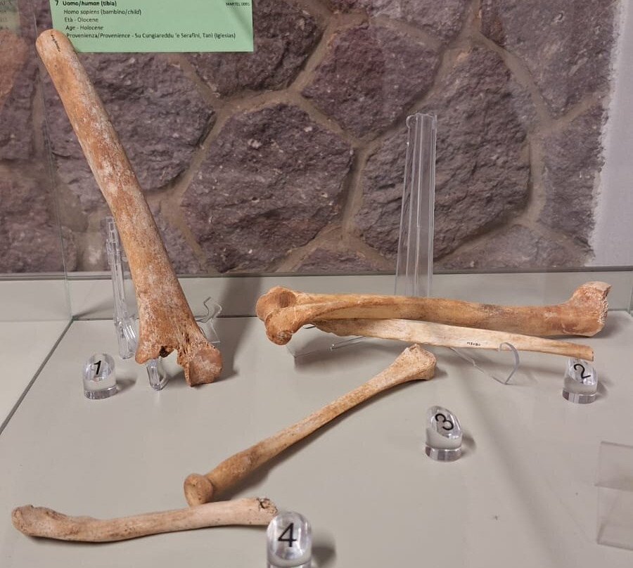 Museo Dei Paleoambienti Sulcitani-Carbonia必去景点