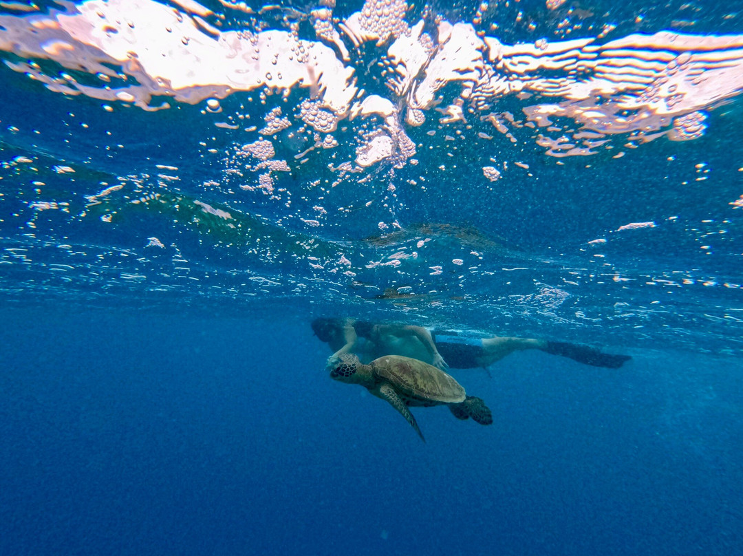 Kali & Kato's Rarotonga Turtle Tours-Takitumu District必去景点
