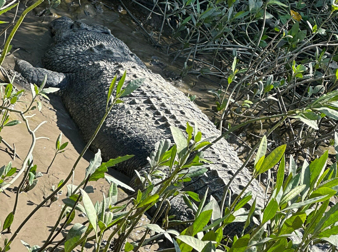 Crocodile Safari景点图片
