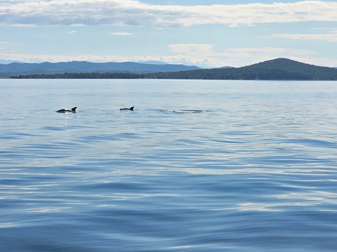 Dolphin Watching Tour - Murter景点图片