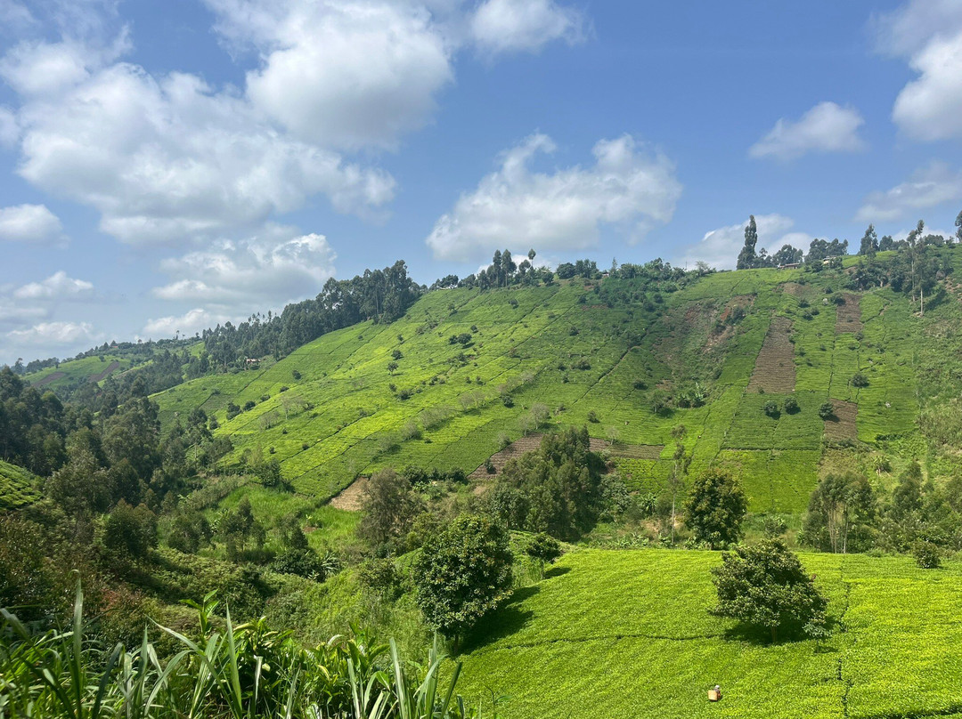 Kimakia Tea Cottages主图