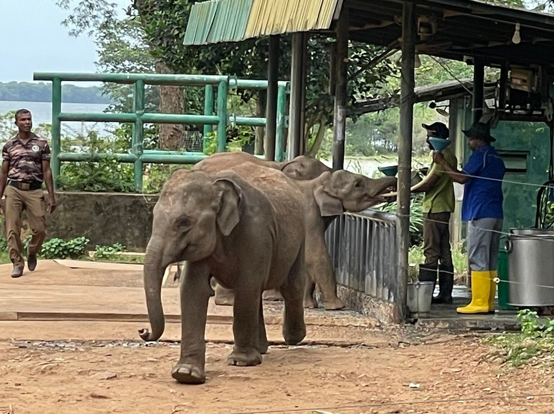 Elephant Transit Home (ETH)景点图片