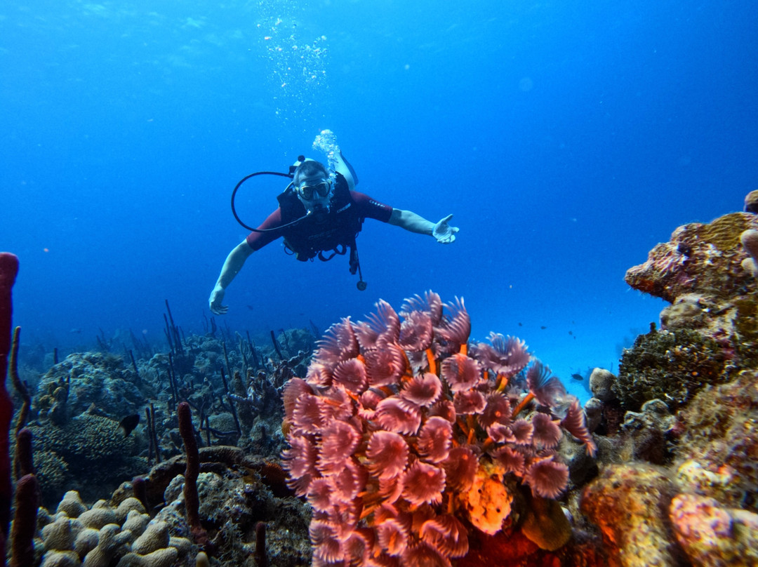 Diving Dominican Republic-Bayahibe必去景点