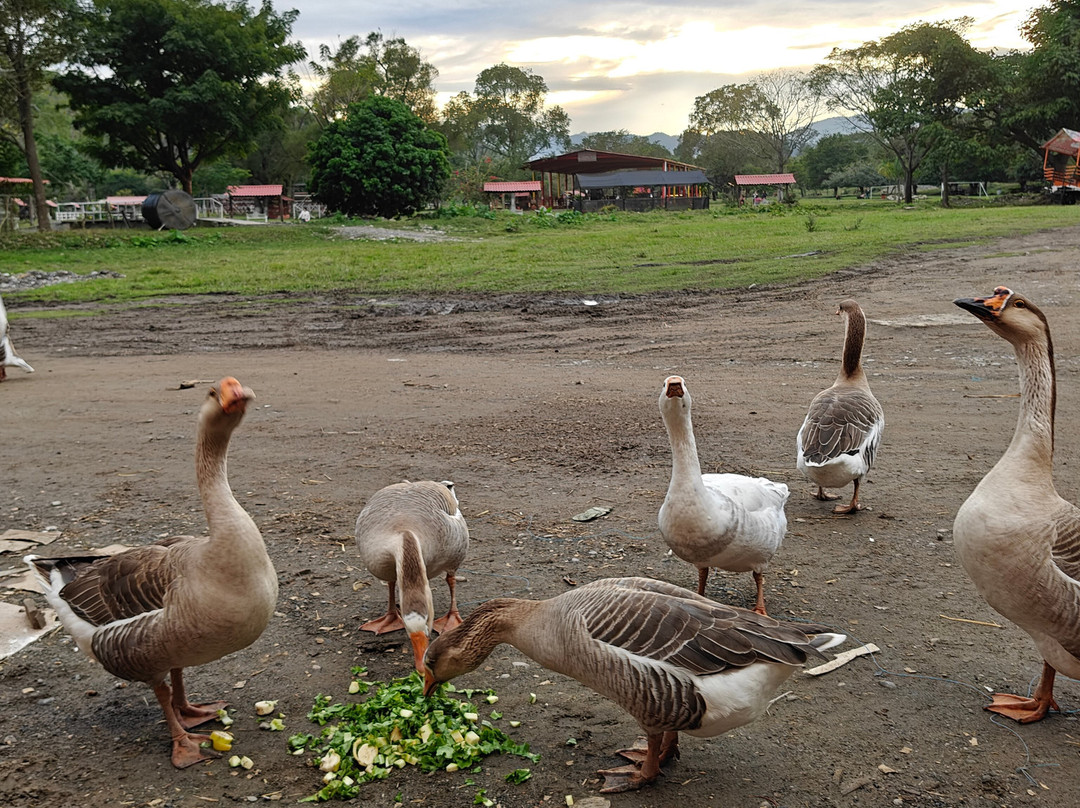 Granja Animalia景点图片