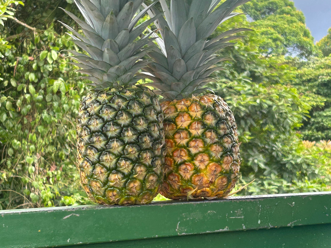 The Best Pineapple Tour Costa Rica景点图片