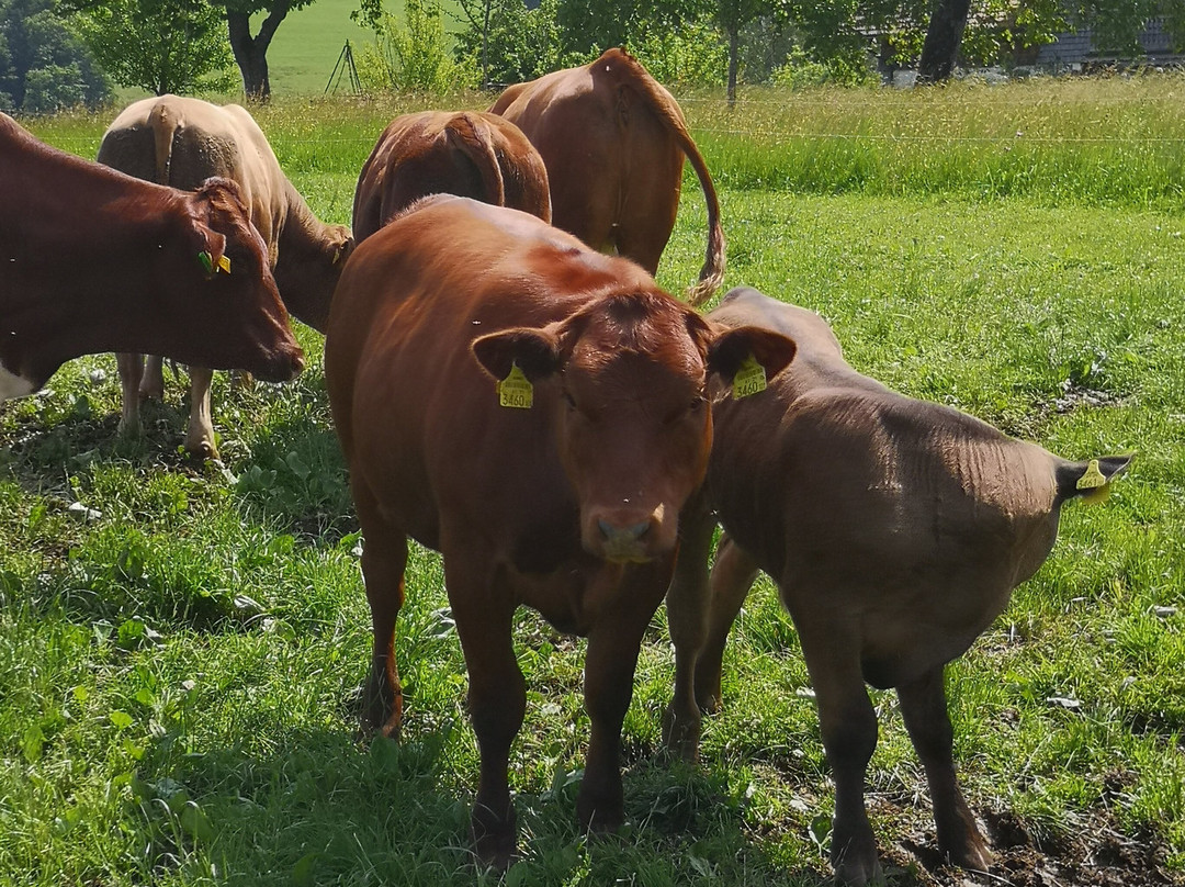 Ederbauer am Irrsee主图