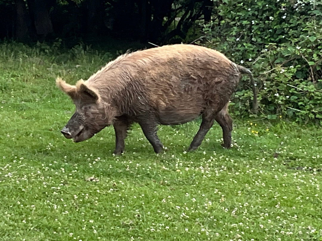 Knepp Wildland Safaris景点图片