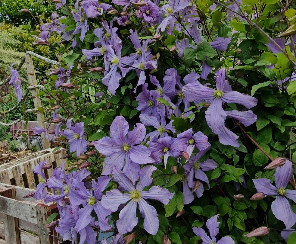 Lip na Cloiche Garden and Nursery-马尔岛必去景点