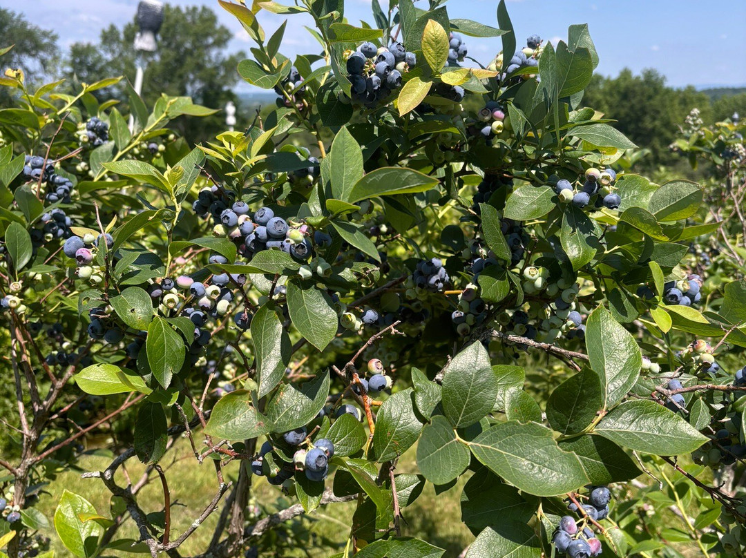 Halfway Acres Farm-Campbell Hall必去景点