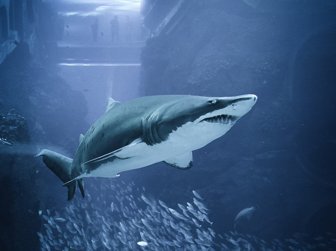 SeaWorld Yas Island Abu Dhabi景点图片