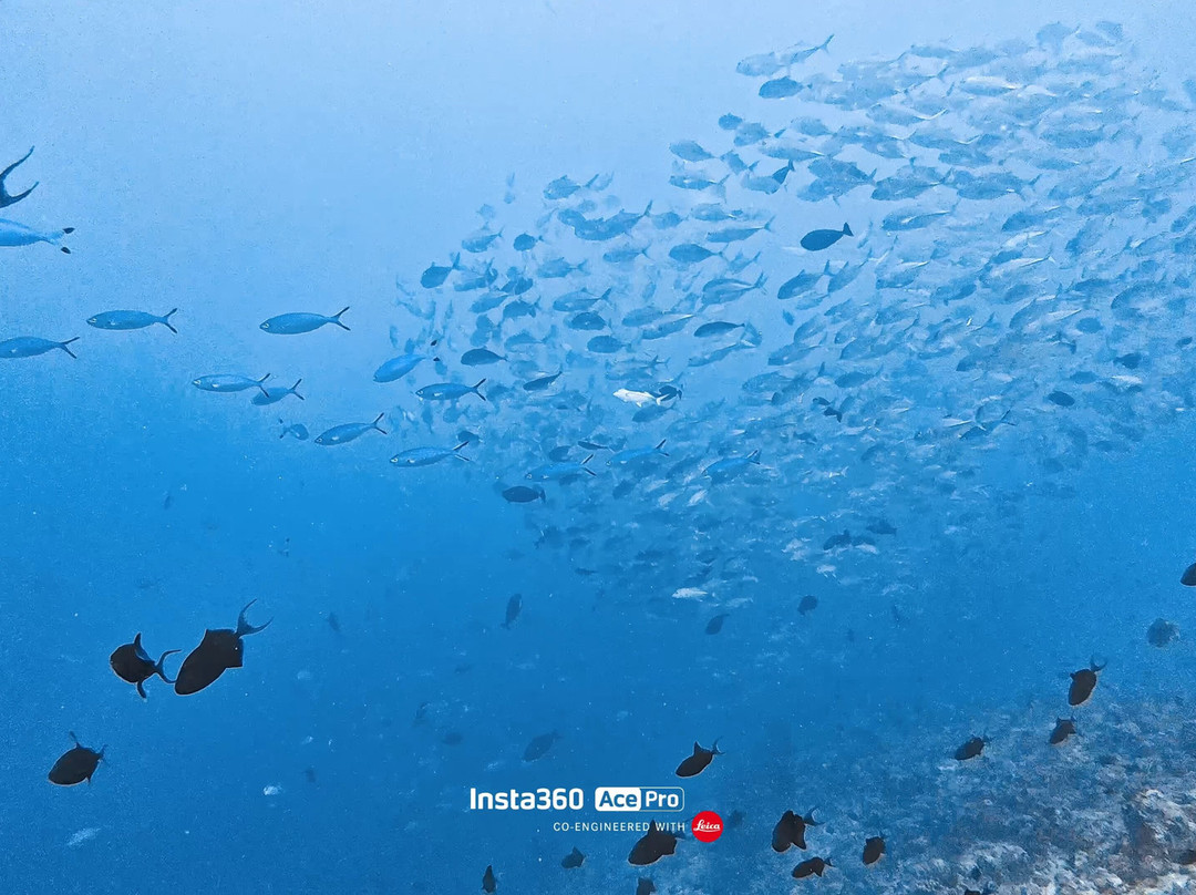 Jerrys Dive Club Rasdhoo-拉斯胡必去景点