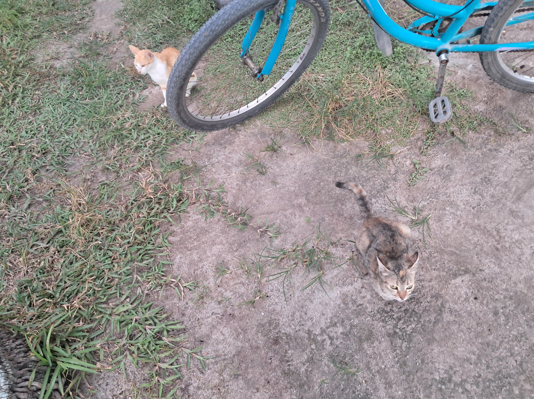 Nedy's Bicycle Rental