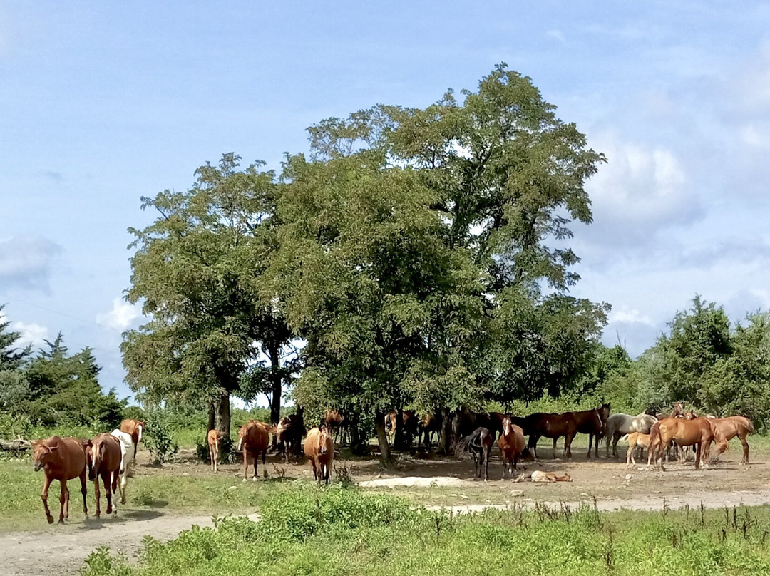 Appalachian Horse Project-Jackson必去景点