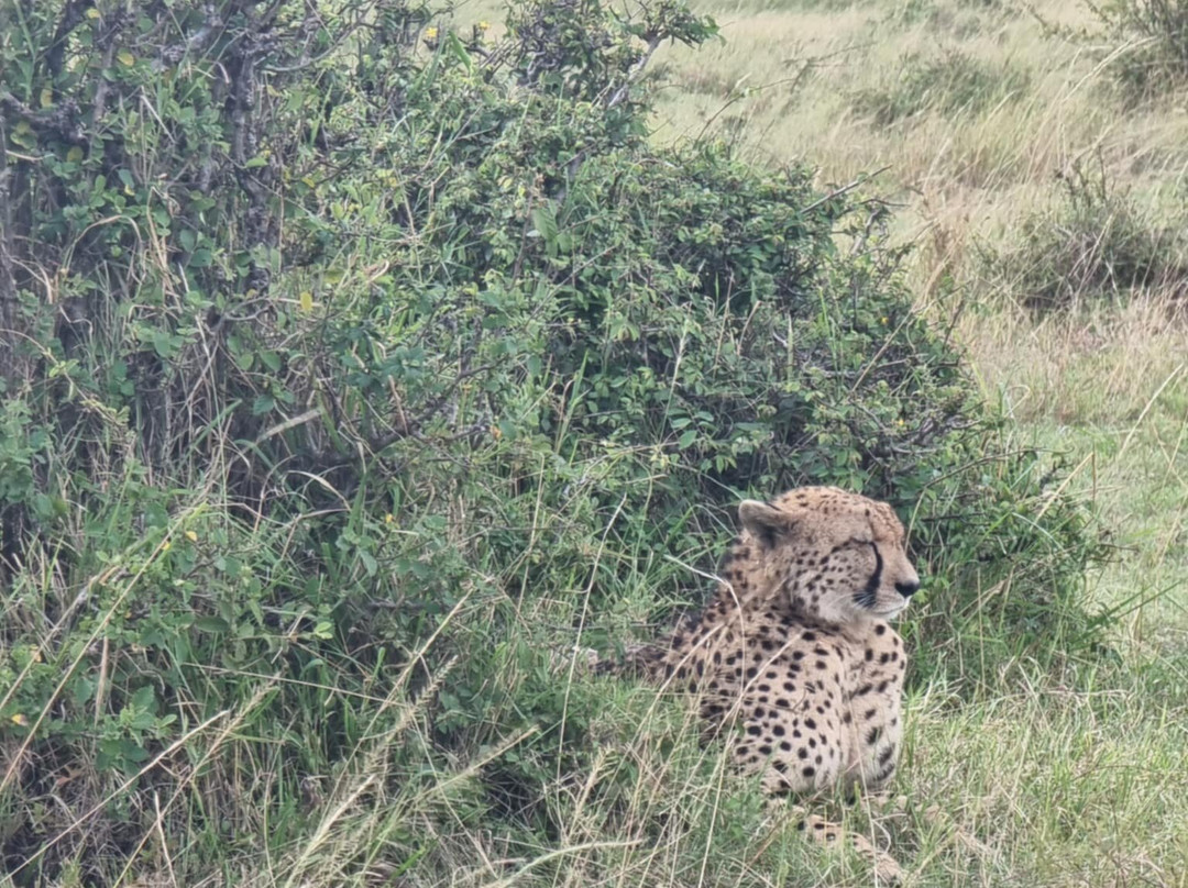 Alexia Chevron Safari Kenya-Talek必去景点