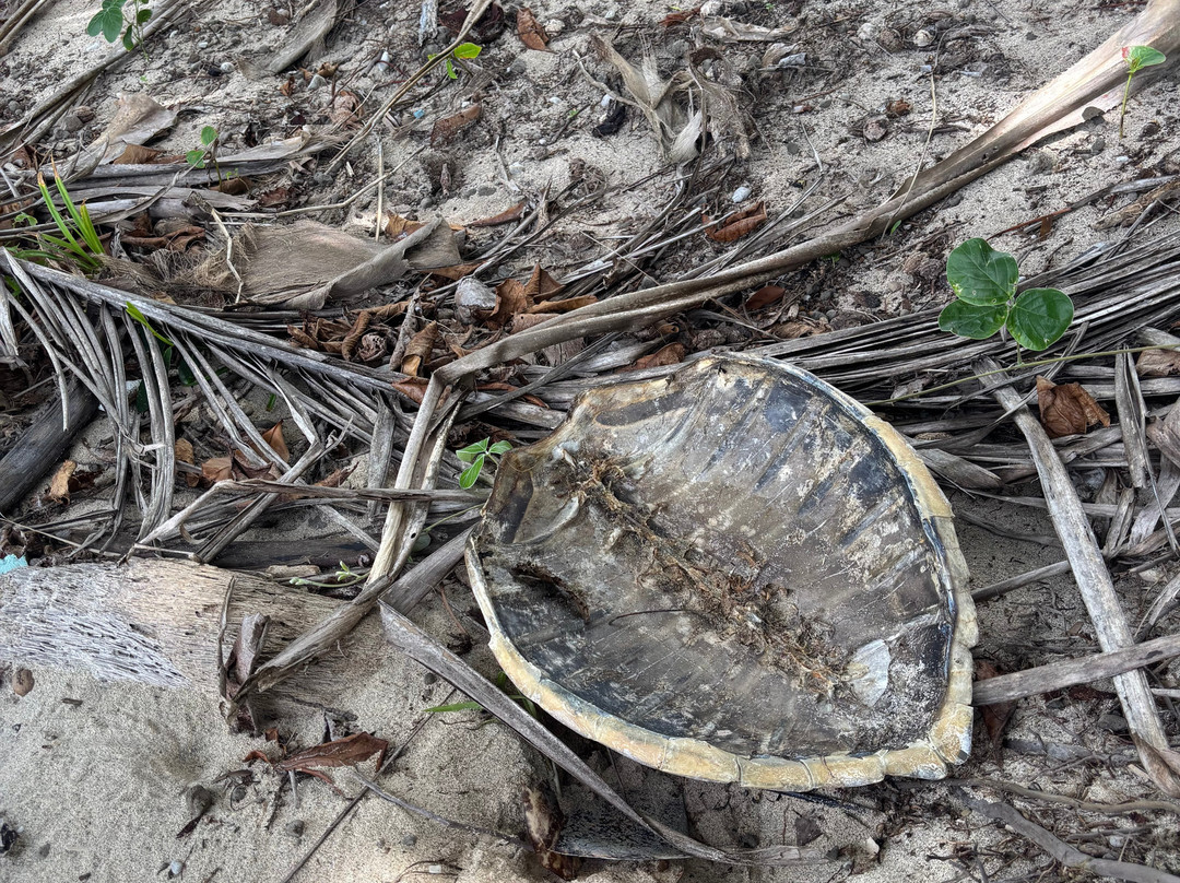 Dravuni Island-苏瓦必去景点