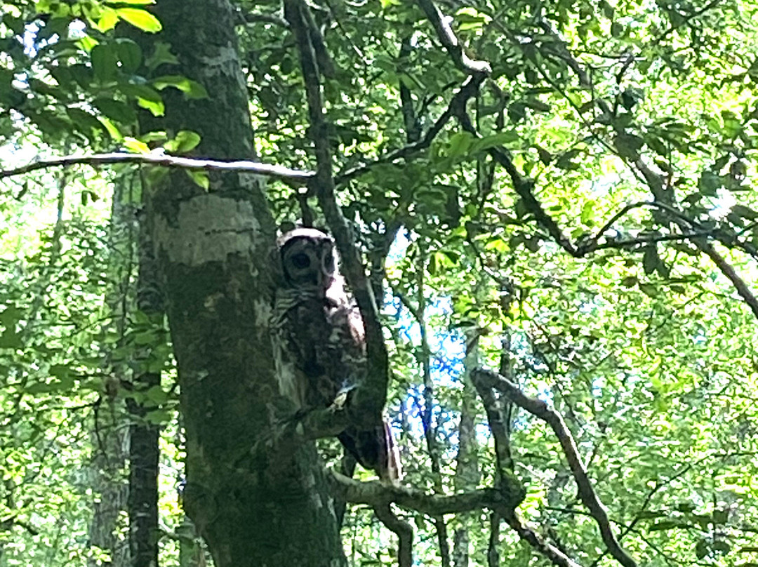 Congaree National Park-Hopkins必去景点